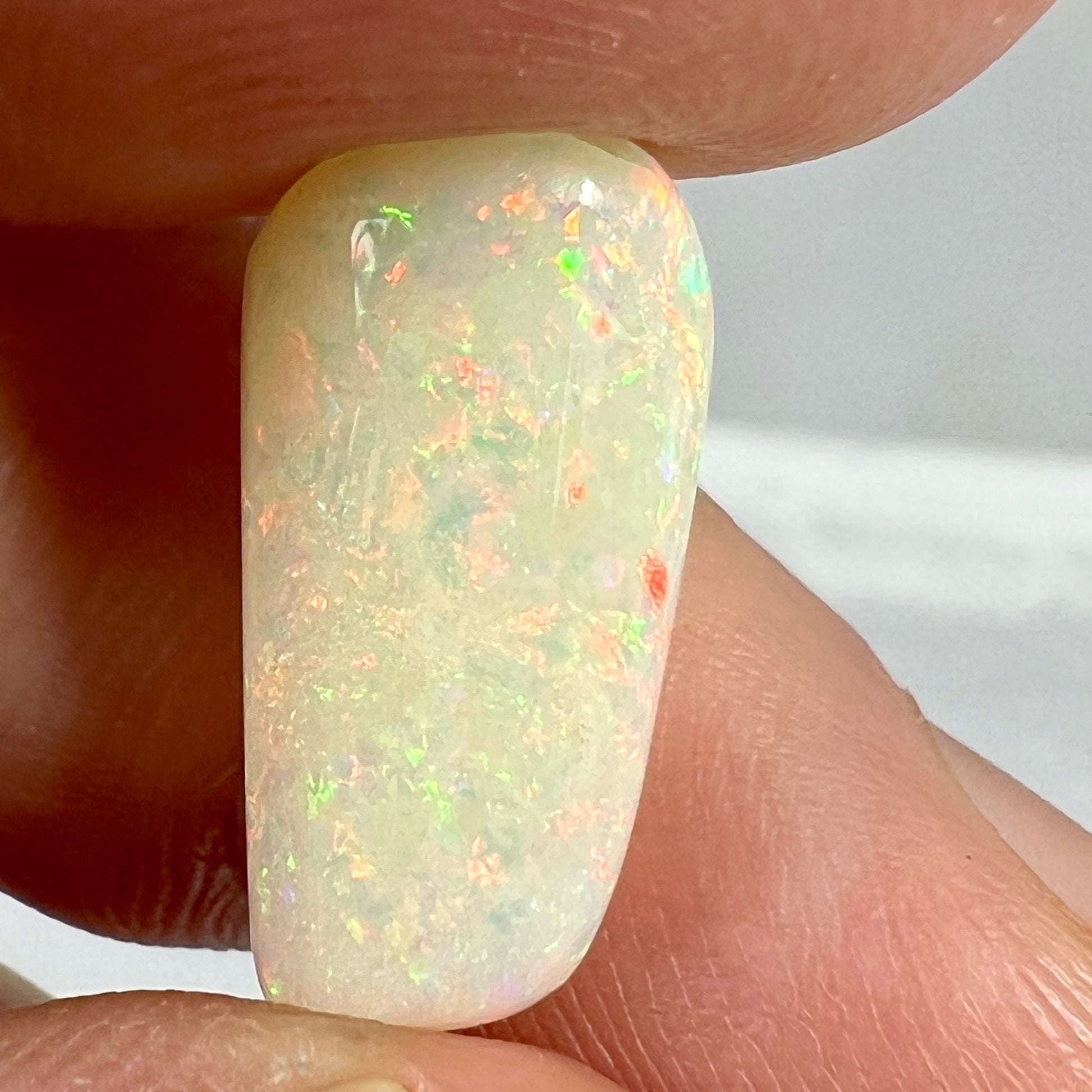 Solid Fossilised Belemnite Opal with beautiful pin fire colours.